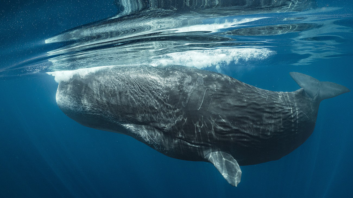 O Segredo das Baleias