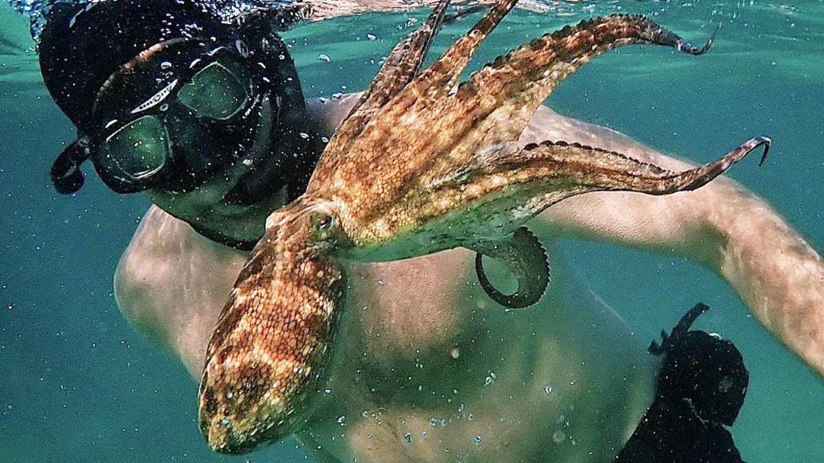 Onde assistir documentários indicados ao Oscar 2021 Professor Povo